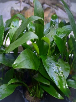 Анубиас минима (1 куст 4-5 листов). Aqua_Plants 224051671 купить за 653 ₽ в интернет-магазине Wildberries