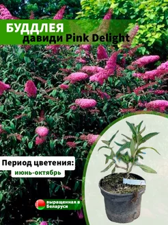 Буддлея давиди Pink Delight горшок С2-3 20-40см