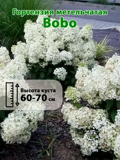 Гортензия метельчатая Bobo горшок Р9 25-40 см