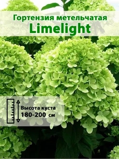 Гортензия метельчатая Limelight горшок Р9 60-80см