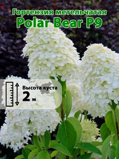 Гортензия метельчатая Polar Bear Р9 40-70см