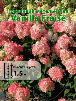 Гортензия метельчатая Vanilla Fraise горшок Р9 70-90см