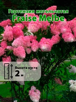 Гортензия метельчатая Fraise Melbe горшок Р9 70-90см