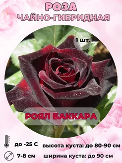Роза чайно-гибридная саженец 1 шт. Magic Garden 224255174 купить за 300 ₽ в интернет-магазине Wildberries