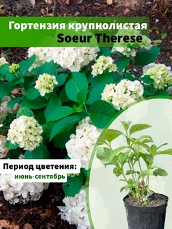 Гортензия крупнолистная Soeur Therese горшок С5