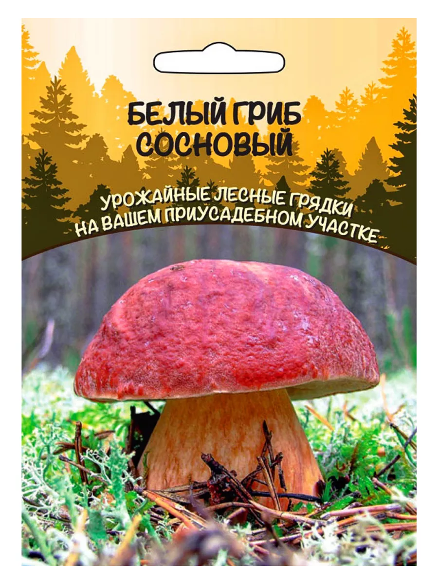 Белый Гриб Сосновый, зерновой мицелий, 1 пакет