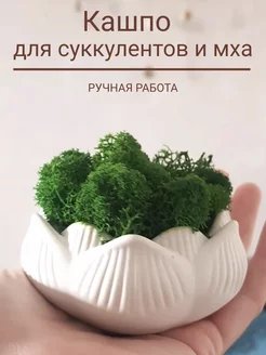 Кашпо для суккулентов кактусов и мха