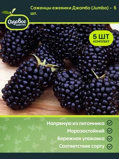 Саженцы ежевики Джамбо Jumbo - 5 шт Ежевика не ремонтантная 224325206 купить за 2 055 ₽ в интернет-магазине Wildberries