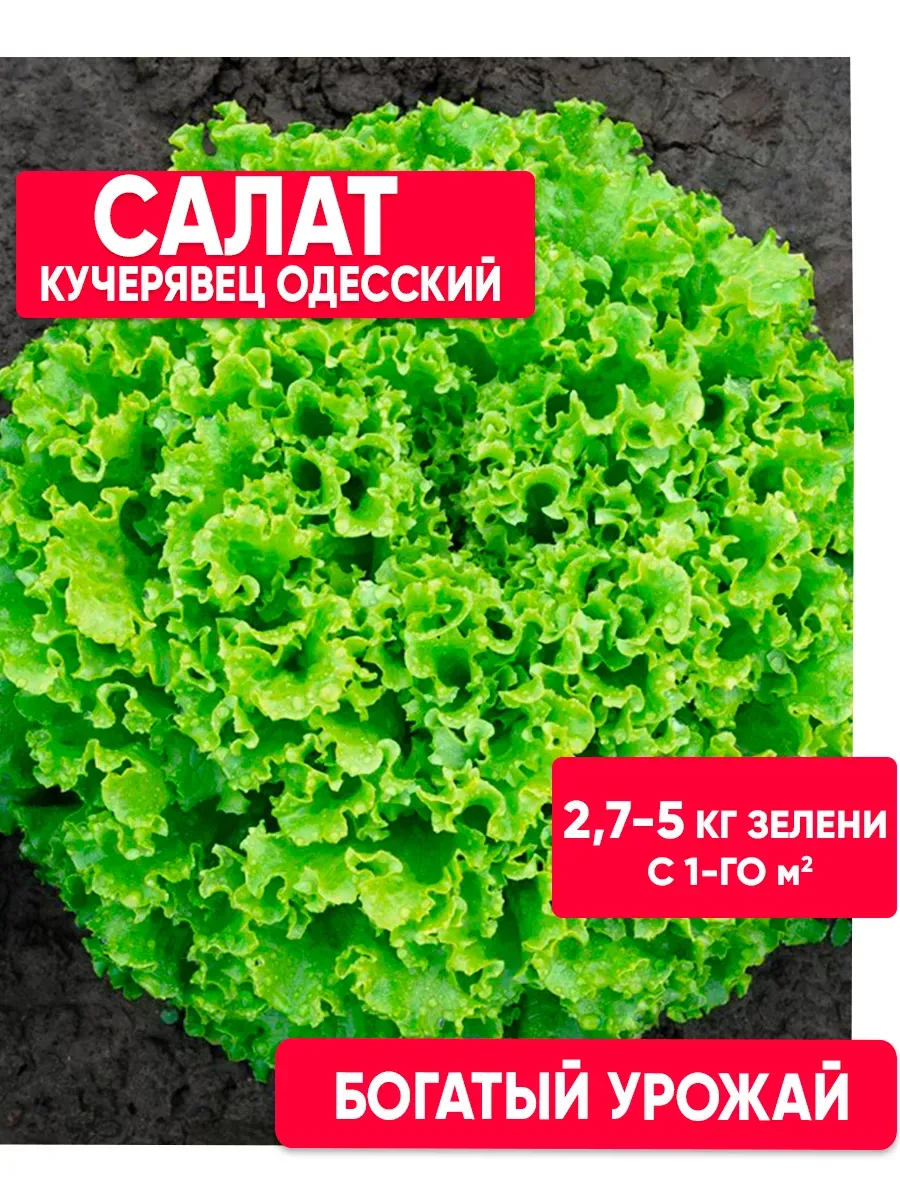 Семена салата Одесский Кучерявец