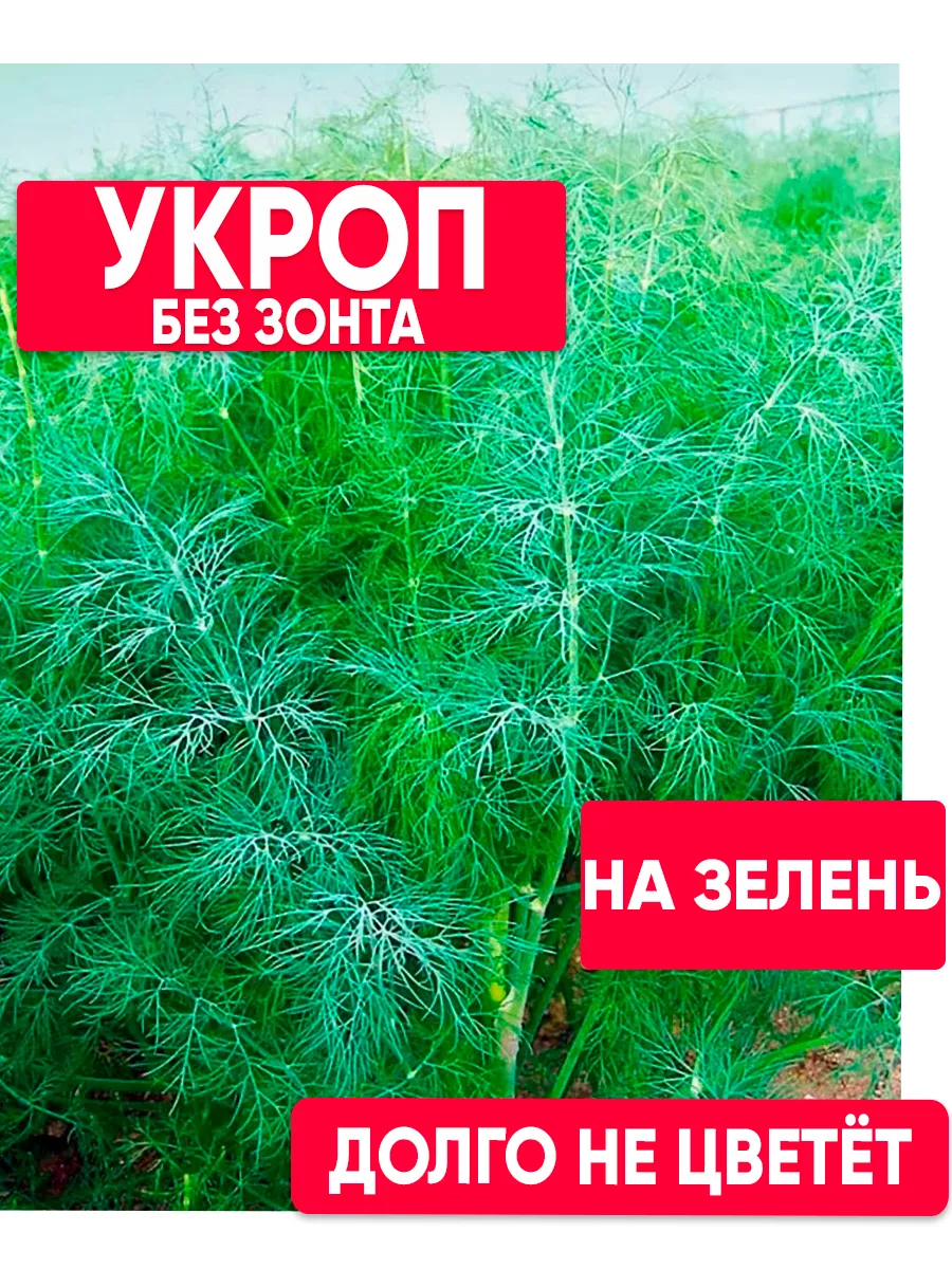 Семена укропа на зелень...