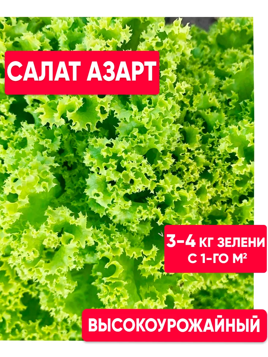 Семена листья салата