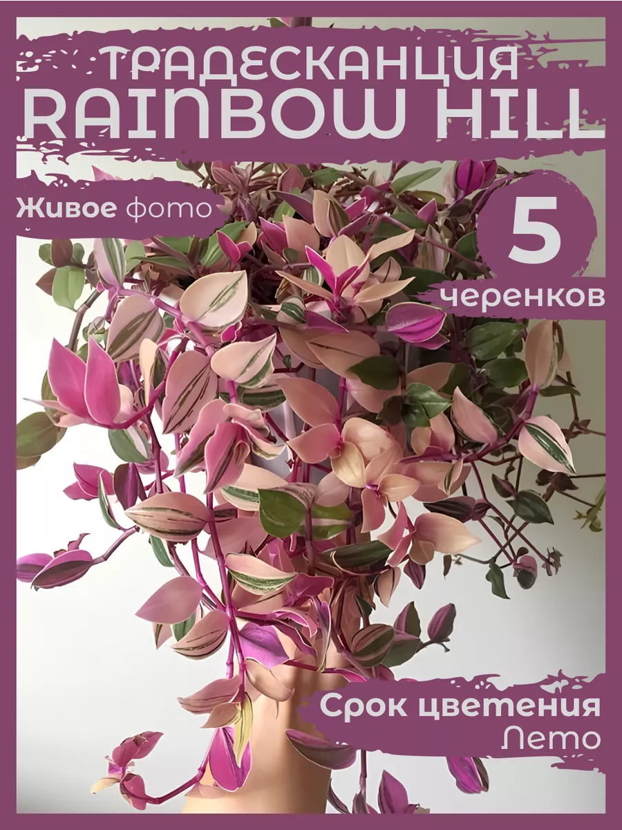 Традесканция Rainbow Hill. Черенки для сам. укоренения Сад Натали 224527123  купить за 438 ₽ в интернет-магазине Wildberries