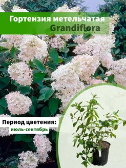 Гортензия метельчатая Grandiflora горшок С5