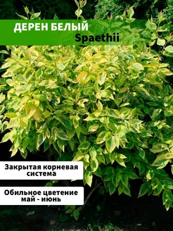 Дерен белый Spaethii горшок Р9