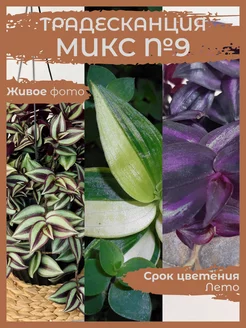 Традесканция Микс №9 Сад Натали 224536058 купить за 385 ₽ в интернет-магазине Wildberries