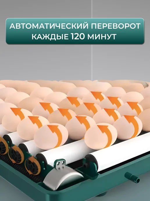 WQ Инкубатор автоматический с переворотом на 24 яйца, вариант, фото 3