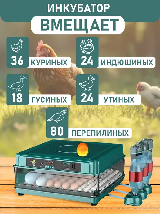 WQ Инкубатор автоматический с переворотом на 36 яиц, вариант, фото 2