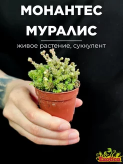 Монантес Муралис (Monanthes Muralis) D5см Exotica 225023498 купить за 821 ₽ в интернет-магазине Wildberries