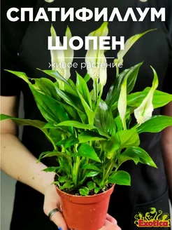 Спатифиллум Шопен (Spathiphyllum Chopin) D9см Exotica 225052548 купить за 1 121 ₽ в интернет-магазине Wildberries