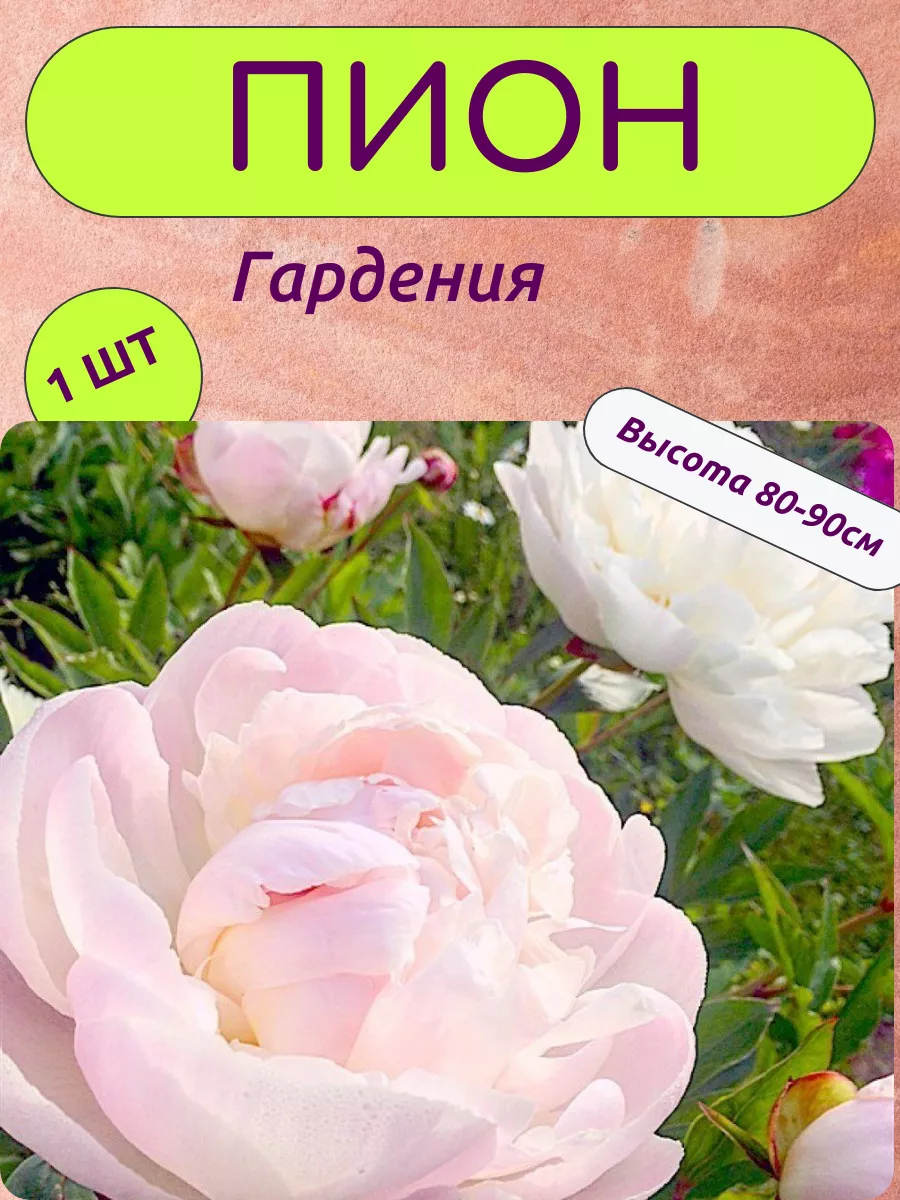 Пион травянистый "гардения" (gardenia). Пион гардения. Пион гардения фото куста. Пион молочноцветковый gardenia. Пион gardenia (гардения).