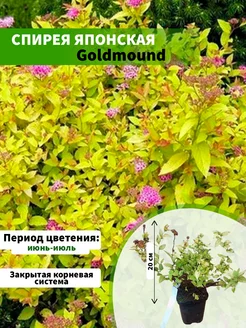 Спирея японская goldmound p9 20см