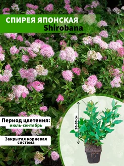 Спирея японская Shirobana горшок Р9 20-30см