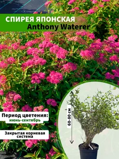 Спирея японская Anthony Waterer горшок С10 60-80см