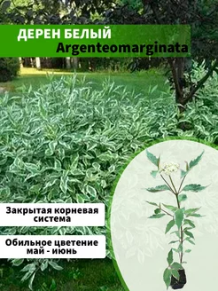 Дерен белый Argenteomarginata горшок Р9