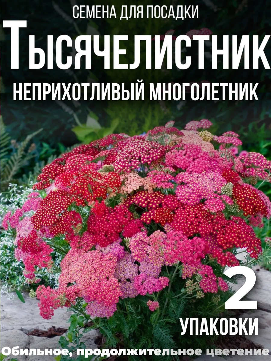Тысячелистник семена многолетний 2 упаковки