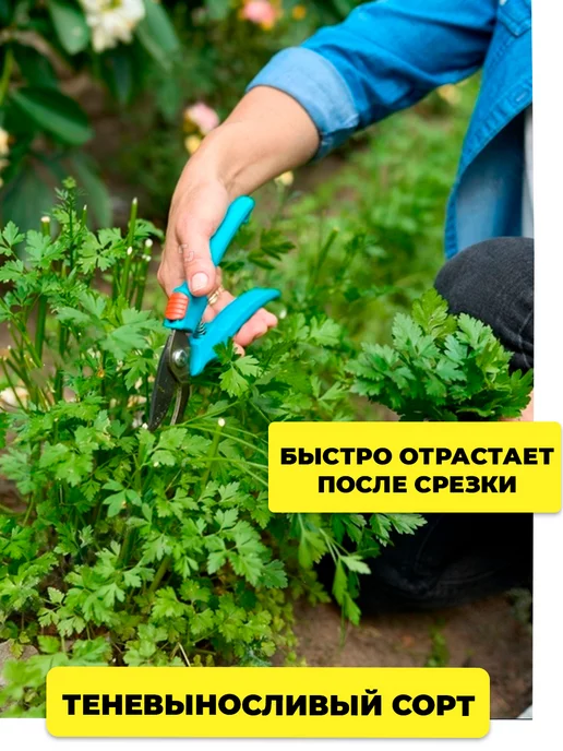 ГАВРИШ Семена петрушки под зиму, вариант, фото 3