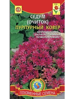 Седум (Очиток) Пурпурный Ковер Стильные цветы 225426088 купить за 155 ₽ в интернет-магазине Wildberries