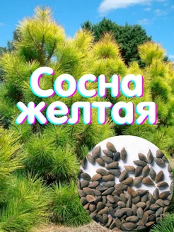 Сосна Желтая - семена 5 шт