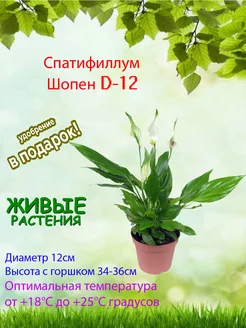 Спатифиллум Шопен D-12 Это наш сад 225526831 купить за 1 230 ₽ в интернет-магазине Wildberries