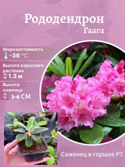 Рододендрон Haaga Агромир - питомник растений 225541856 купить за 272 ₽ в интернет-магазине Wildberries