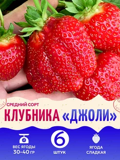 Саженцы Клубники Джоли КФХ Погорелый В.Г. 225603686 купить за 363 ₽ в интернет-магазине Wildberries