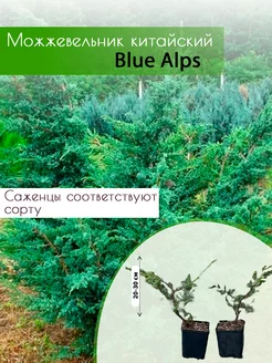 Можжевельник китайский Blue Alps С1 30-50см, компл. 2шт