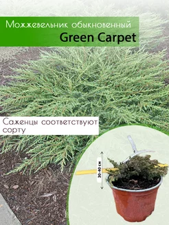 Можжевельник обыкновенный Green Carpet горшок Co 2 30-40см