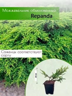 Можжевельник обыкновенный Reрanda в Р9 20см