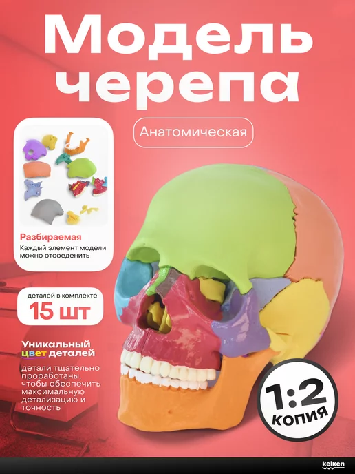 meltbox Учебная модель черепа (15 деталей) 1 2