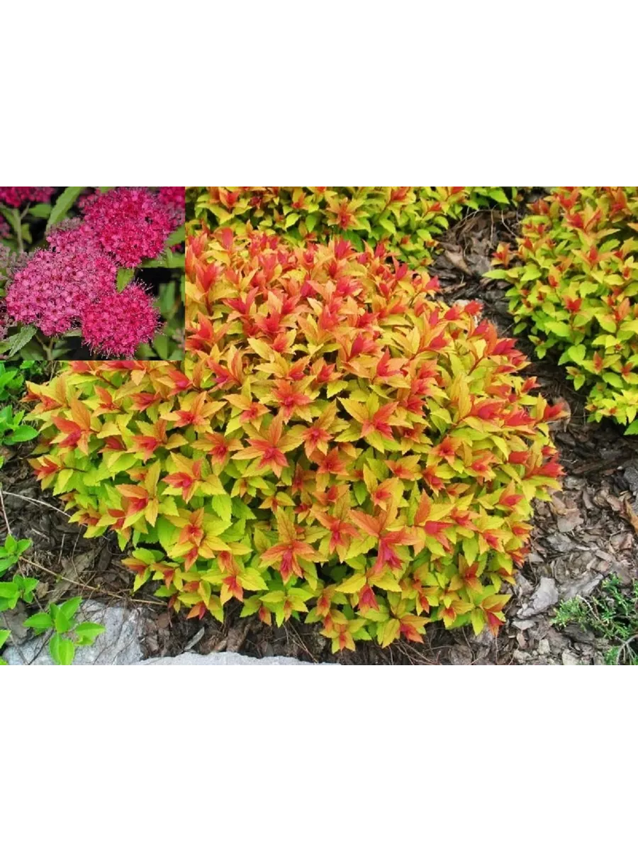 Спирея японская "Golden Flame", семена 50 шт