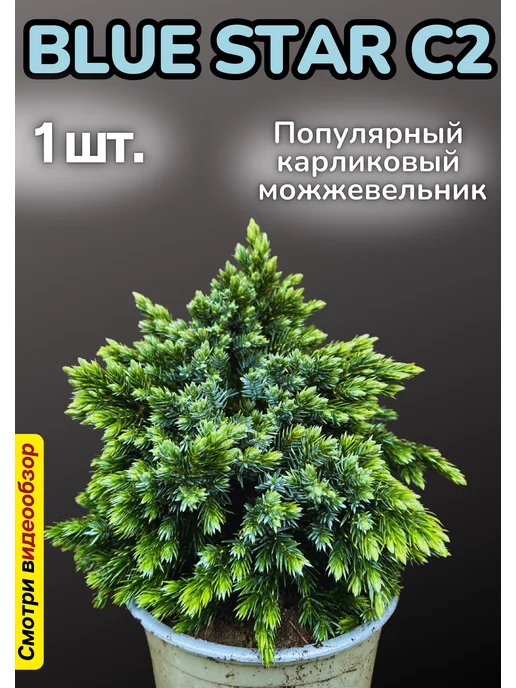 Декоративные растения Набор для выращивания. Голубой можжевельник "Блю Стар" C2