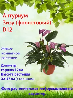 Комнатный цветок Антуриум Зизу, D12 Цветы в доме 225919017 купить за 2 940 ₽ в интернет-магазине Wildberries