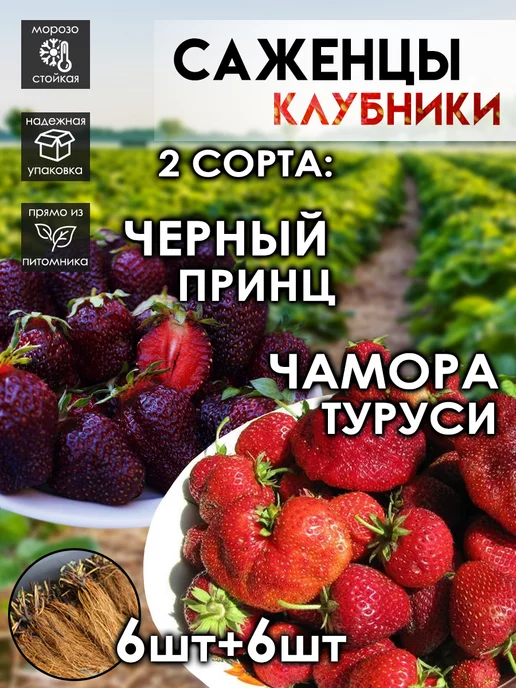 Земляника садовая Чамора Туруси