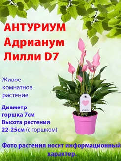 Комнатный цветок Антуриум Лилли, d7 Цветы в доме 226101587 купить за 1 514 ₽ в интернет-магазине Wildberries