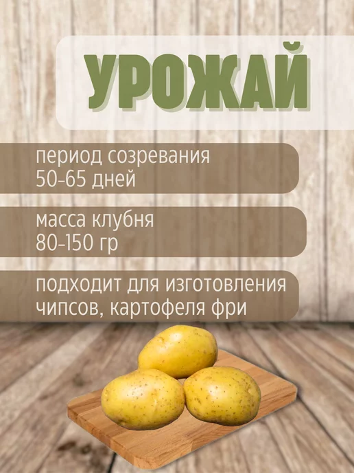 Картофель 21 Семенной картофель Джувел 5 кг, 5 кг, фото 3