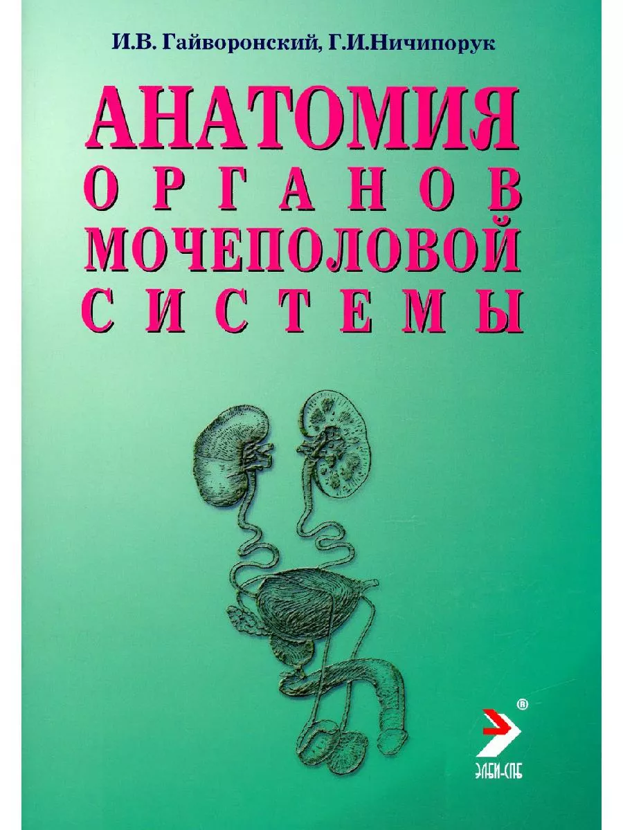 Анатомия органов мочеполовой системы. Учебное пособие