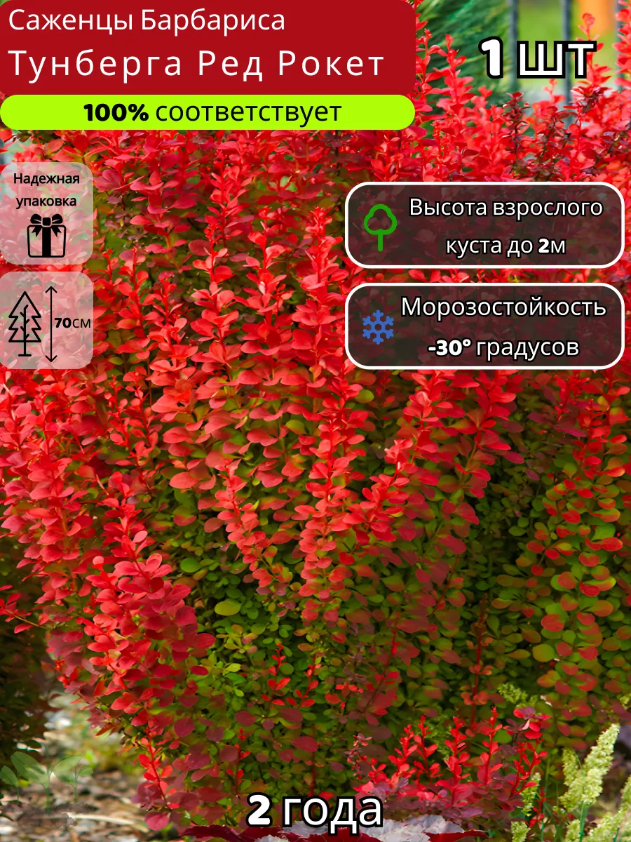 Барбарис Тунберга Ред...