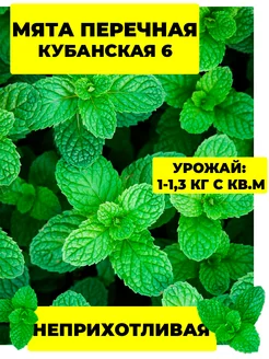 Мята семена Кубанская 6