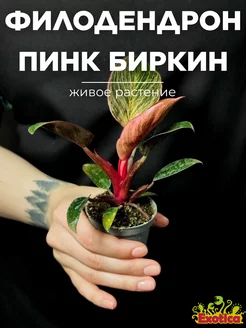 Филодендрон Пинк Биркин (Philodendron Pink Bikini) D6см