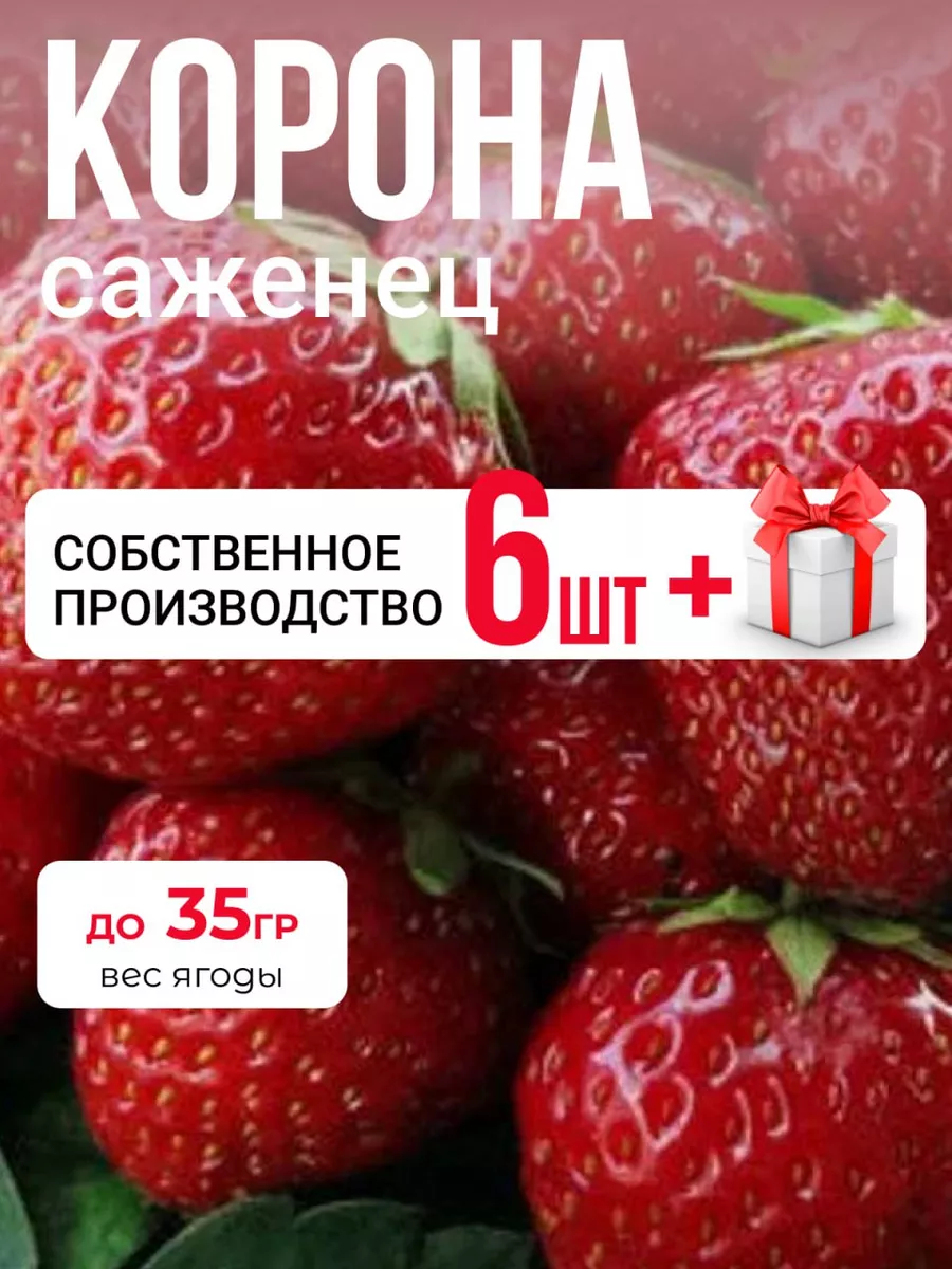 Клубника Корона саженец Ягода России 226662215 купить в интернет-магазине  Wildberries